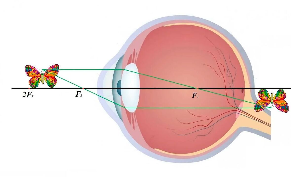 Schéma du système visuel